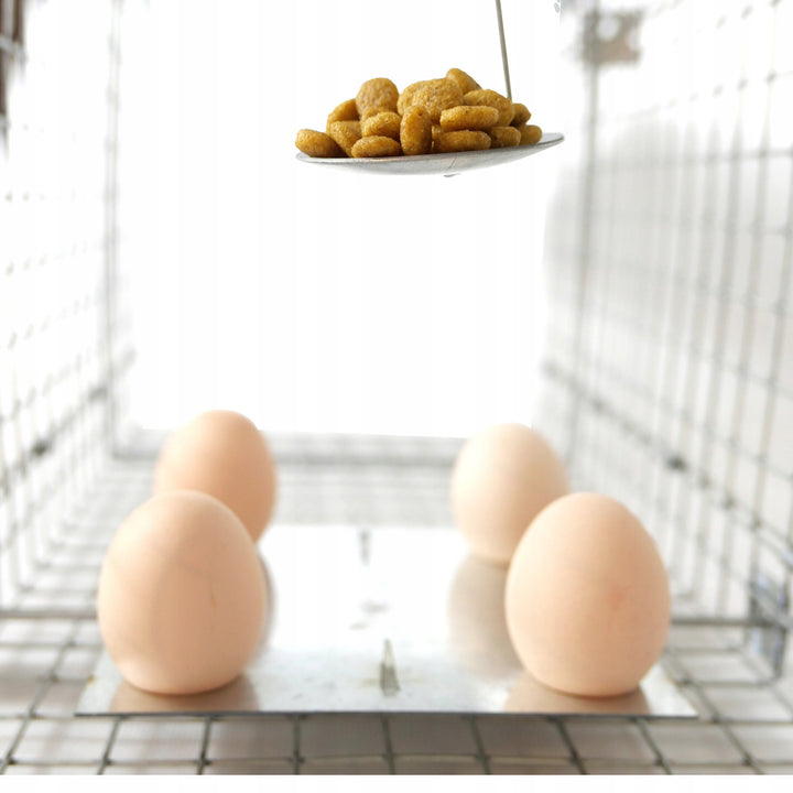 Lebendfalle, Falle für Marder, Ratten, Mäuse, Nerze, Wiesel, Viano P1