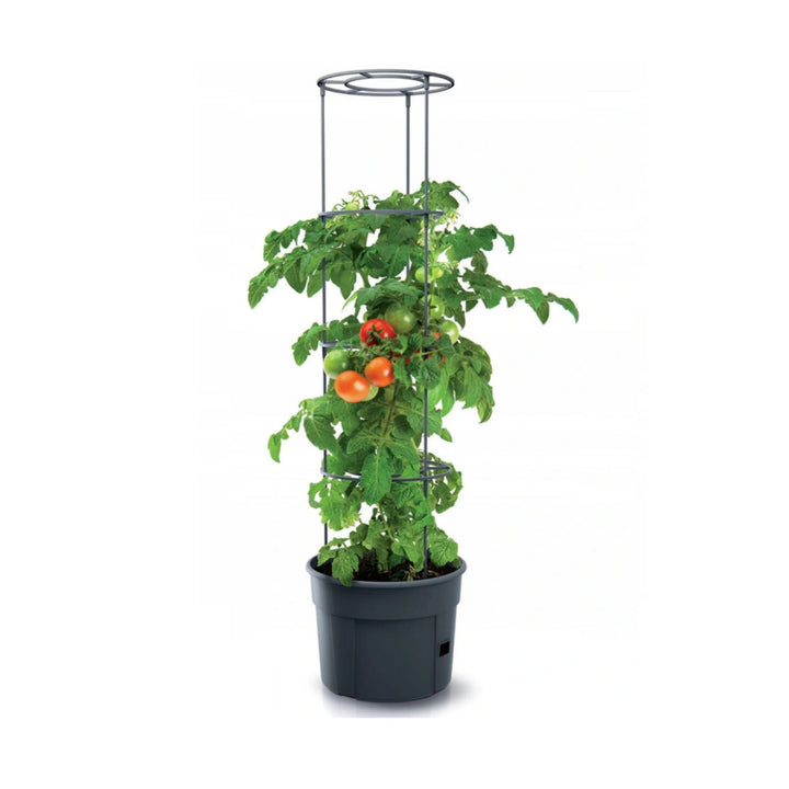 Pflanzkübel Tomate Grower aus Kunststoff anthrazit 28L Tomatenzüchter IPOM400-S433